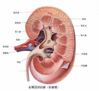 如何排除肾脏毒素 怎么识别肾脏和肺有毒素