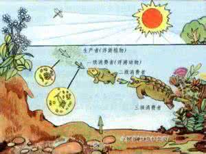 生态系统 生态系统 IT生态系统之争