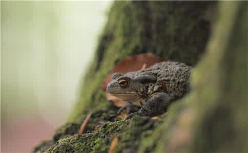 蟾蜍中毒 蟾蜍中毒怎么办 蟾蜍中毒的治疗