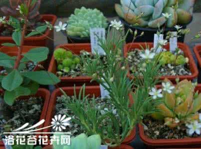 马齿笕 多肉植物马齿笕（Phemeranthus）的养护