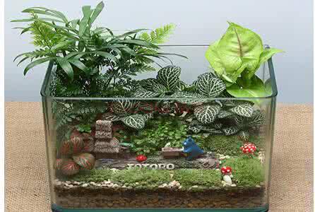 多肉植物种植 多肉植物种植 万科植物种植标准