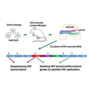 crispr cas9载体构建 crispr cas9 首次利用CRISPR/Cas9在体内切除HIV DNA片段