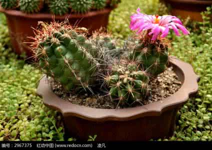 仙人球养护 仙人球开花 仙人球怎么养能开花 仙人球的养护方法