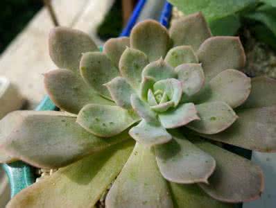 多肉植物的园艺 【园艺】花友实例讲解：多肉植物怎么浇水