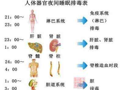 身体器官工作时间表 身体器官自我更新时间表