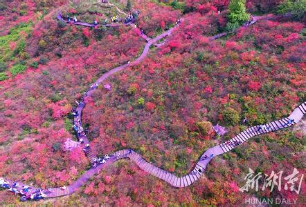 大围山杜鹃花节2017 2017年大围山杜鹃花节：2017年湖南大围山杜鹃花节