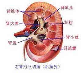 肾性尿崩症 肾性尿崩症 正确认识肾性尿崩症