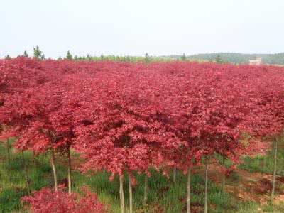 美国红枫树苗价格暴跌 美国红枫树苗 如何正确栽培美国红枫树苗