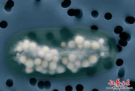 细胞的多样性和统一性 细胞的多样性 生活于20亿年前的蓝细菌化石