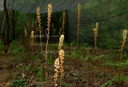 天麻什么季节吃最好 什么季节吃天麻最好？