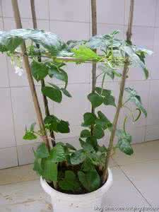 阳台盆栽蔬菜 阳台种菜(14)盆栽蔬菜春播方法