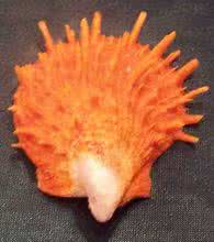 imperialis 堂皇海菊蛤(Spondylus imperialis)