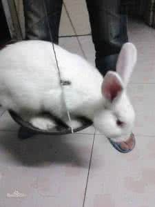家养小兔子吃什么食物 家养兔子 家养兔子吃多了怎么办?