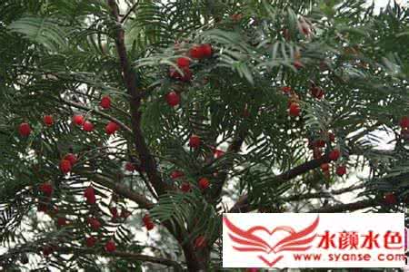 红豆杉养殖方法 红豆杉养殖方法 红豆杉是什么？红豆杉怎么养殖？