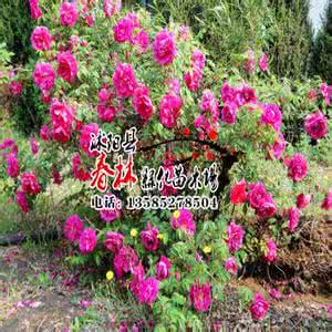 红刺玫种子 红刺玫种子种植方法 【刺玫花的种植方法】刺玫花怎么种