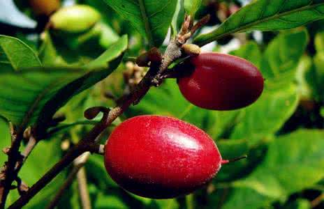 壮阳果 神秘果的功效