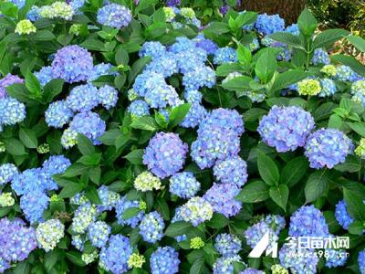 八仙花有毒吗 八仙花 八仙花有毒吗