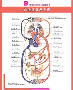 促进血液循环的食物 促进血液循环的食物 有助于血液循环的食物有哪些？