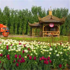 帝都白领移居深圳指南 2016帝都最新赏花指南！花都开好了，约不约！