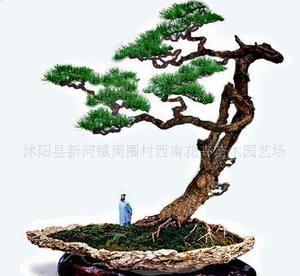 树桩盆景价格 山水盆景 树桩盆景价格