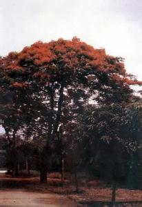 山茱萸科 凤凰木(Delonix regia)，山茱萸科  
