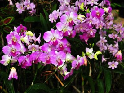 蝴蝶兰开花后怎么养 怎样使蝴蝶兰常年多次开花?