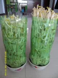 自制绿豆芽可乐瓶子 超实用|一个可乐瓶子就能种豆芽,这才是绿色安全食品!