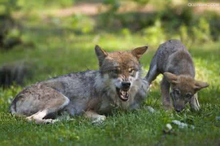 我的禽兽生涯 愧对禽兽