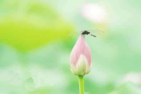 诗意童年诗歌 六月,盈一朵花的诗意(诗歌)