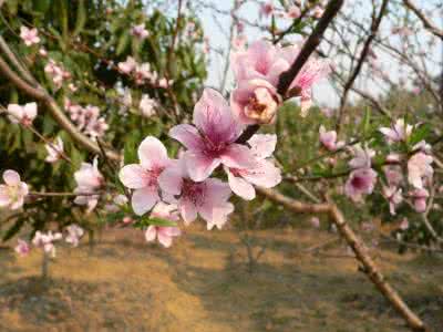 桃花李花谁先开 春天里的花样护肤品——桃花与李花