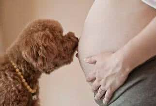 怀孕后可以养狗吗 怀孕后还可以养狗吗？