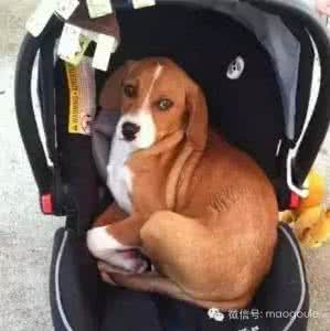 我不会轻易的狗带 我不会轻易的狗带 只有善用共情,孩子才不会轻易闹情绪