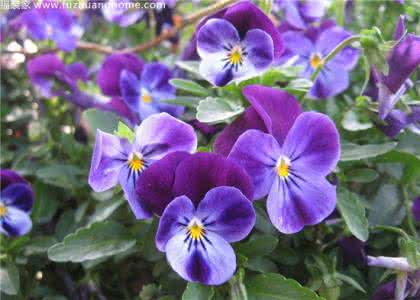 蝴蝶兰的养殖方法 蝴蝶兰的养殖方法 蝴蝶兰的养殖方法有哪些