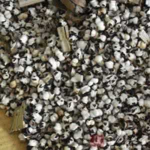 王不留行泡水喝下奶吗 王不留行泡水一次几克 王不留行可以泡水喝吗?