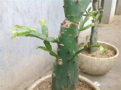 植物嫁接技术视频教程 老园丁教你植物的嫁接,原来就是这么简单!