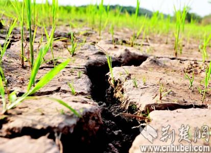 长江中下游地区 旱情 2011年长江中下游地区发生了特大旱情，为抗旱保丰收，某地政府制定了农户投资购买抗旱设备的补贴办法，