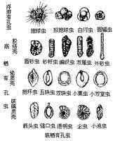 有孔虫的进化史 有孔虫目