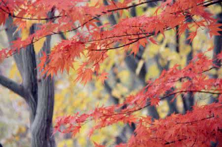 隔断红尘三十里 【美文共享】隔断红尘三十里, 白云红叶两悠悠--亘古的秋韵