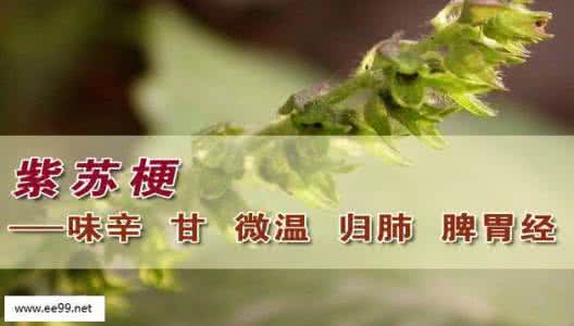 小麦苗作用 紫苏浑身是宝,榨油吃,功效神奇!