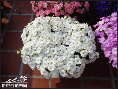 矮牵牛爆盆 花友谈矮牵牛爆盆经验(图)