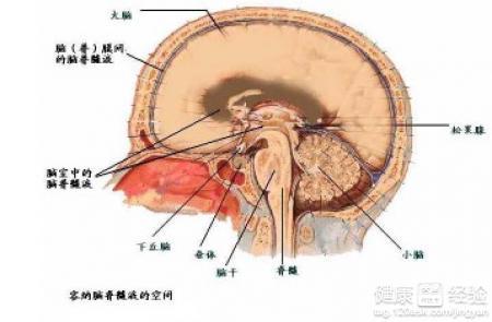 脑血管瘤的治疗方法 脑血管瘤 脑血管瘤的症状与治疗方法