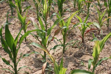 玉米缺素症图片 玉米缺素症
