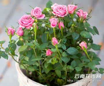 月季花的养殖方法 月季花的养殖方法 月季花怎么养 月季花的养殖方法简介