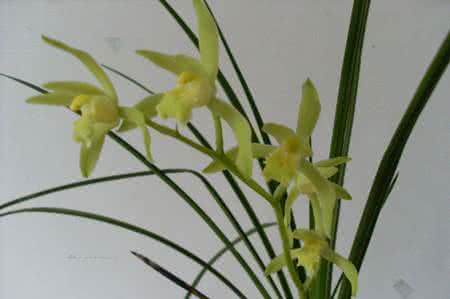 兰花夏季养护管理要点 兰花夏季养护管理要点 八千代的四季养护要点