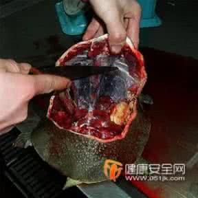 甲鱼血怎么吃 喝甲鱼血能治阳痿吗 喝甲鱼血能治阳痿吗？吃甲鱼血的好处