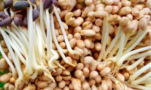 家庭水发花生芽的方法 花生芽 她把花生扔进水里,然后吃花生芽,1个月后人们见到她。。。