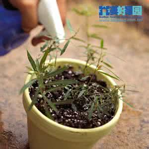 无花果嫩枝扦插方法 教你嫩枝扦插的方法