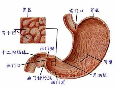 胃肠道间质瘤 胃肠道间质瘤的3大病理特点