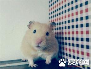金丝熊可以合笼吗 金丝熊可以合笼吗 金丝熊可以晒太阳吗?