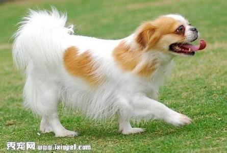 蝴蝶犬怎么训练大小便 蝴蝶犬怎么训练